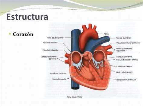 El Corazón ¿qué Es Importancia Función Anatomía Y Mucho Más