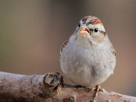 A Young Chipping Sparrow Feederwatch