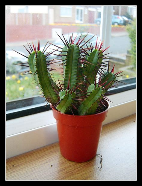 A cactus (plural cacti, cactuses, or less commonly, cactus) is a member of the plant family cactaceae, a family comprising about 127 genera with some 1750 known species of the order. 23 Stunning Indoor Cactus Plants in Pots Ideas / FresHOUZ ...