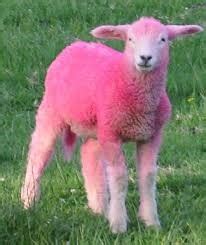 Sheared sheep cannot be dyed until their wool grows back after eating a grass block. {Pink Sheep Review} Minecraft Blog