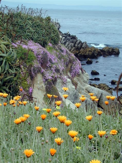 Wildflowers Overlooking The Ocean In Monterey Ca Wild Flowers