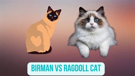 Birman Vs Ragdoll Comparison Guide In 2022 Oxford Pets