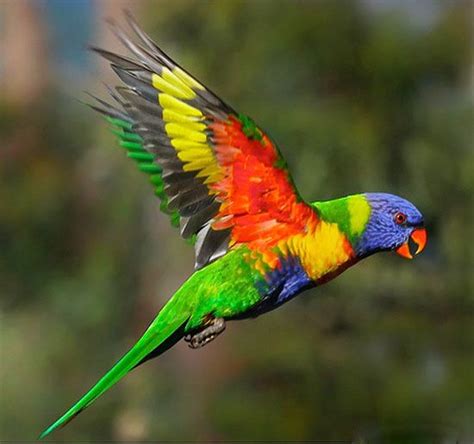 Colorful Birds Flying Weneedfun