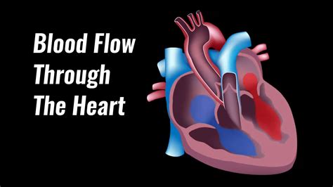 Physical activity is one of the best ways to achieve and maintain optimal functioning of your heart and. The Human Heart - Anatomy & Passage Of Blood - TeachPE.com