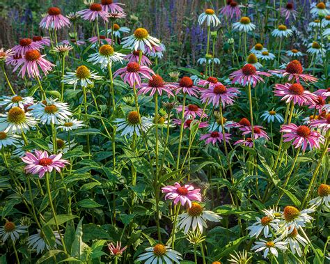 32 Planting Wildflowers Without Tilling Rahimacrawford