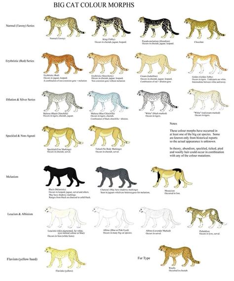 So much for the patterns. Big Cat Color Morphs | Cat colors, Cat breeds chart, Wild cats