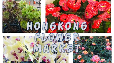 Flower Market In Hongkongprince Edward Youtube