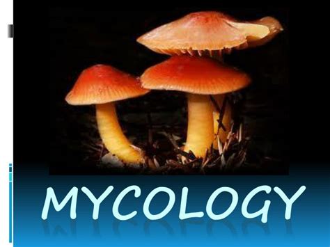 PPT - mycology PowerPoint Presentation, free download - ID:6889850