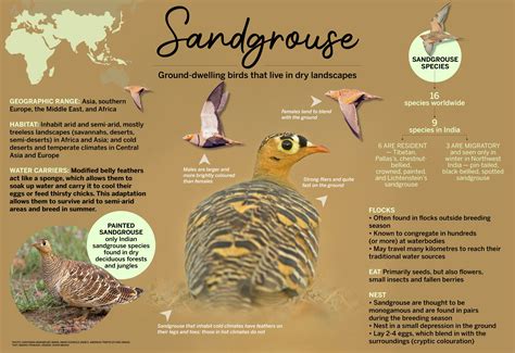 Sandgrouse Facts Habitat And Species Found In India Roundglass Sustain