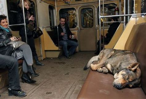 Stray Russian Dogs Commute To Work By Subway Life With Dogs