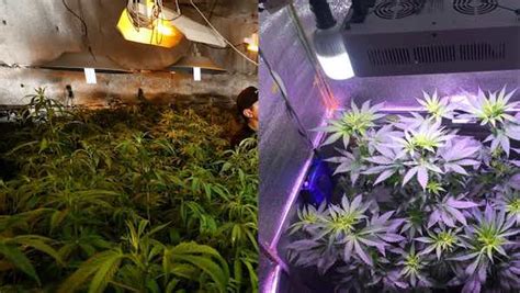 And almost every type of lamp has been used for the purpose. LED vs CFL Grow Light: Which is Better? - 420 Big Bud