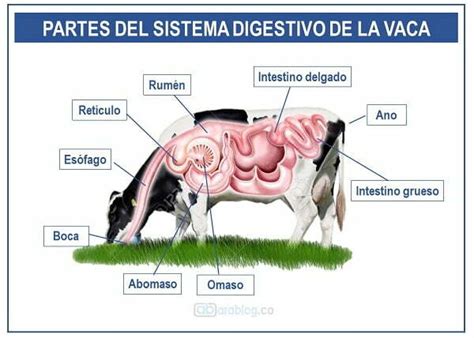Partes Del Sistema Digestivo De La Vaca Ara Blog