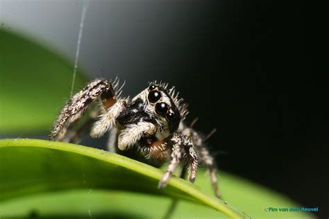 Top Ten Scariest Spiders Earth Rangers Wild Wire Blog