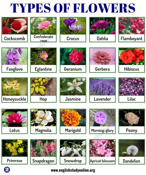 Types Of Flowers List Of Popular Flowers Names With Their Meaning