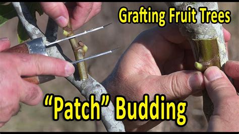 Grafting Fruit Trees Patch Budding Grafting Technique Youtube