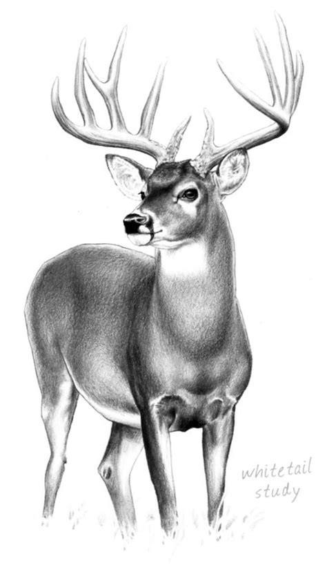 Animals Easy Deer Pencil Drawing Bmp Clown
