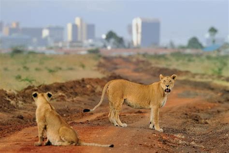 4 Days Nairobi Tour And Amboseli National Park Wildlife Safari Kenya Safari