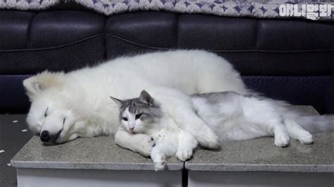 This Samoyed Dog Has A Big Brother And Its A Cat Dogs Edge