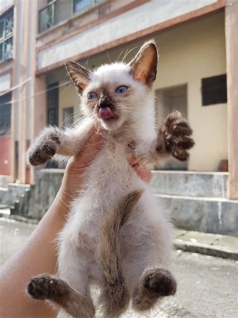 A road bully who smashed the windscreen of another vehicle with his motorcycle helmet near seri kembangan has been arrested by the police. Siamese + Domestic Short Hair Kittens Adopted - 3 Years 1 ...