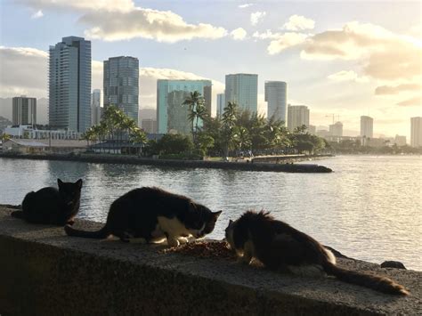 A Feral Feline Sanctuary For Oahu Honolulu Civil Beat