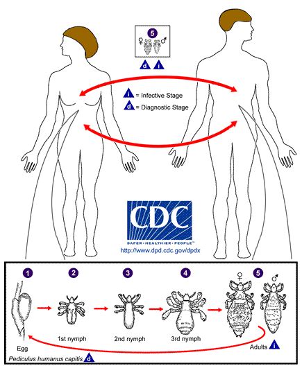 Cdc Lice Body Lice Biology
