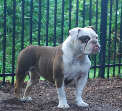 British bulldogs rarely bark but snore, snort, wheeze, grunt, and snuffle instead. Chocolate Tri - Olde South Bulldogges