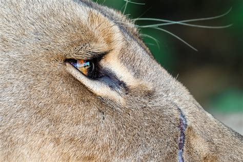 African Lioness Close Up Of Her Eye • Lion Photography