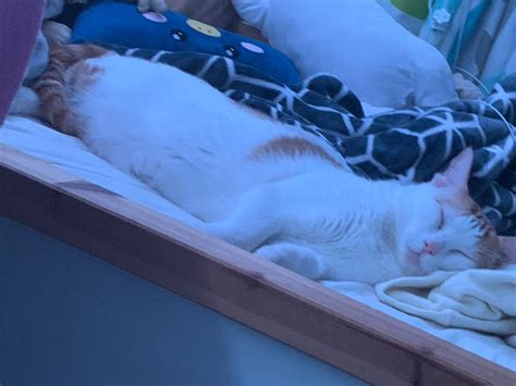 An Orange And White Cat Laying On Top Of A Bed Next To Stuffed Animal Toys