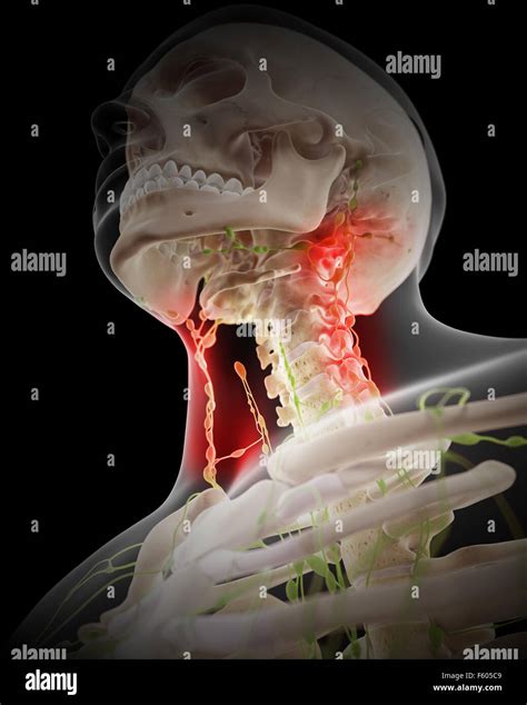 Cervical Lymph Nodes Hi Res Stock Photography And Images Alamy