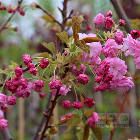 Prunus Pink Perfection Flowering Cherry Tree Mail Order Trees