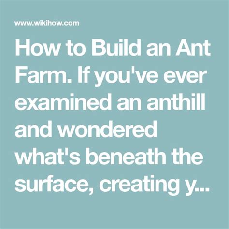 How To Build An Ant Farm Easy DIY Guide Ant Farms Ants Farm