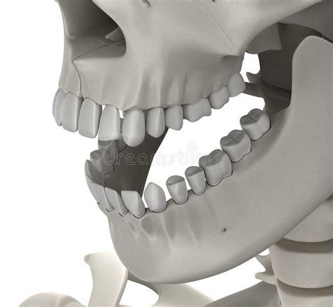 Teeth Skull Male Anatomy Isolated On White 3d Illustration Stock