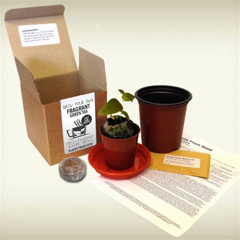 Grow Your Own Green Tea Plant Kit All Things Brighton