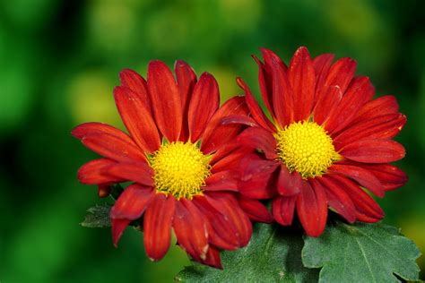 Chrysanthemums Flowers Garden Red Free Photo On Pixabay Pixabay