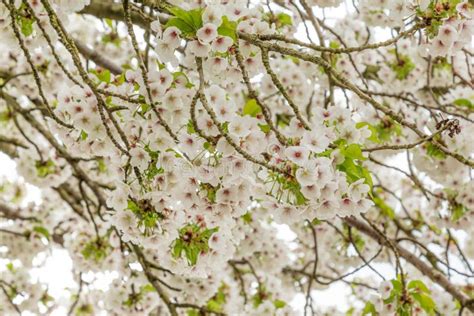 Close Up Of Blooming Cherry Trees Stock Photo Image Of Scenic Branch