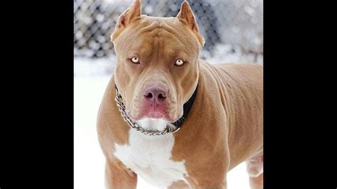 Pit Bulls Are The New Breed Of Police Dogs Unit K9 Youtube