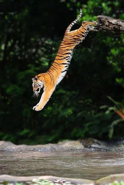 Leaping Tiger Animals Animals Beautiful Big Cats