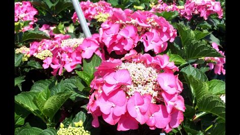 Best Flowering Shrubs Hydrangea Fasan Lacecap Hydrangea