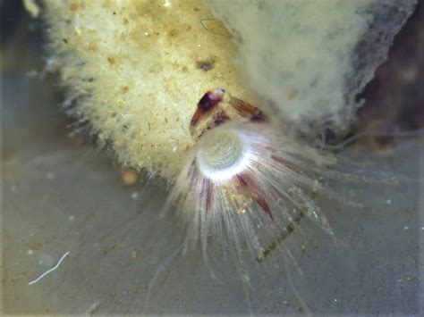 Microscopic Marvel The Hairy Tube Sponge