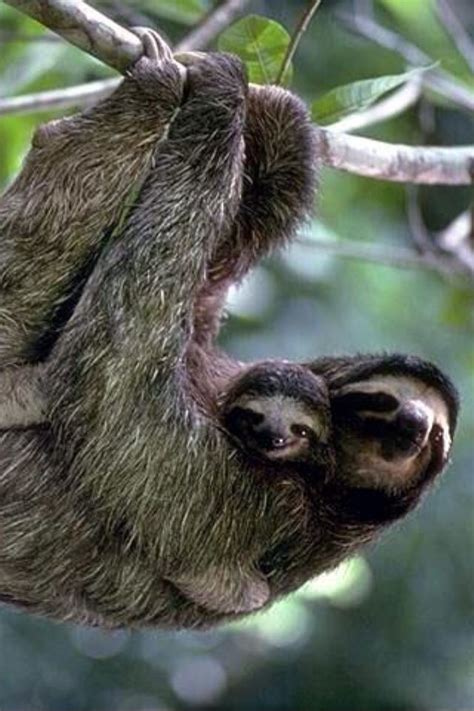 Pin On Sloths