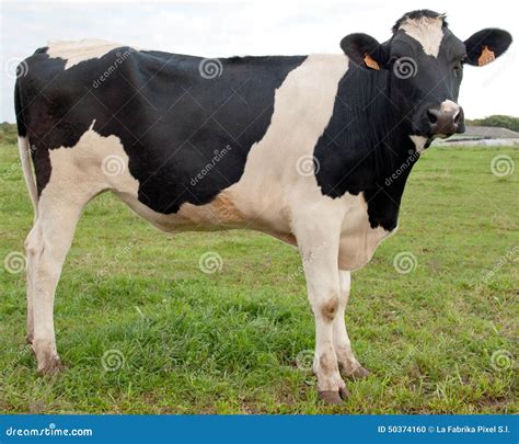 Cow Profile Stock Photo Image Of Earring Sceene Cattle 50374160