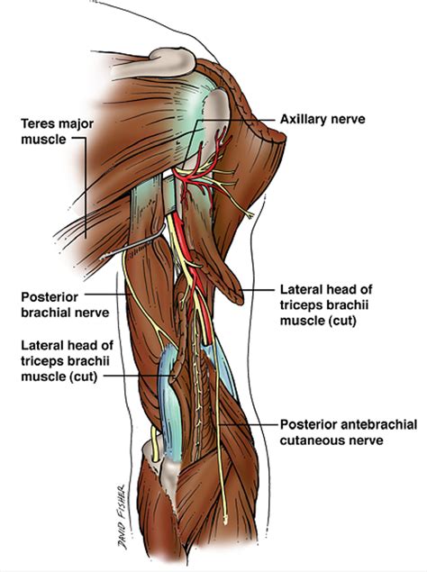 Cureus Injury Of The Radial Nerve In The Arm A Review