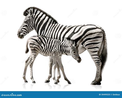 Zebra Mother And Baby Stock Image Image Of African Animal 39499325