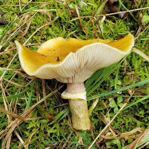 Edible Mushrooms In Pa Western Pennsylvania Mushrooms Luther Homestead