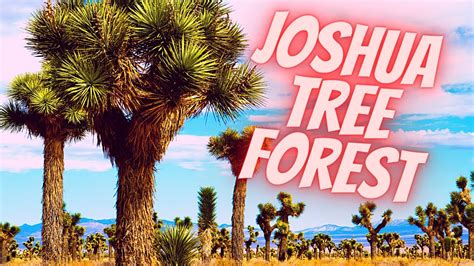 Joshua Tree Forest Grand Canyon West Youtube