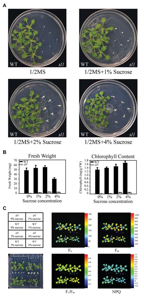 Arabidopsis Seedling Lethal 1 Interacting With Plastid Encoded Rna Polymerase Complex Proteins
