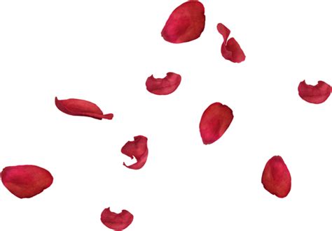 Rose Petals Png Download Image Png All Png All