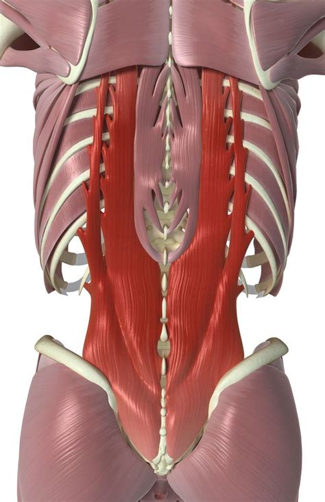 Diagram of muscles and anatomy charts. These Back Muscles That Move and Stabilize Your Spine ...