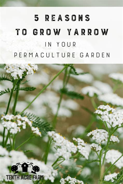 5 Reasons To Grow Yarrow In Your Garden Tenth Acre Farm