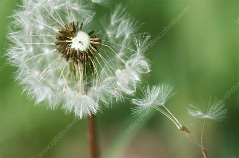 Dandelion Seeds Stock Image C0065071 Science Photo Library